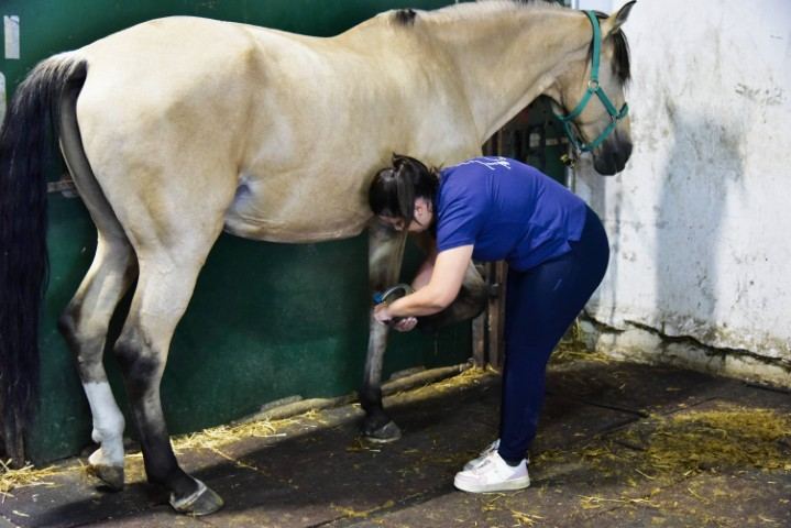 Preparación del caballo